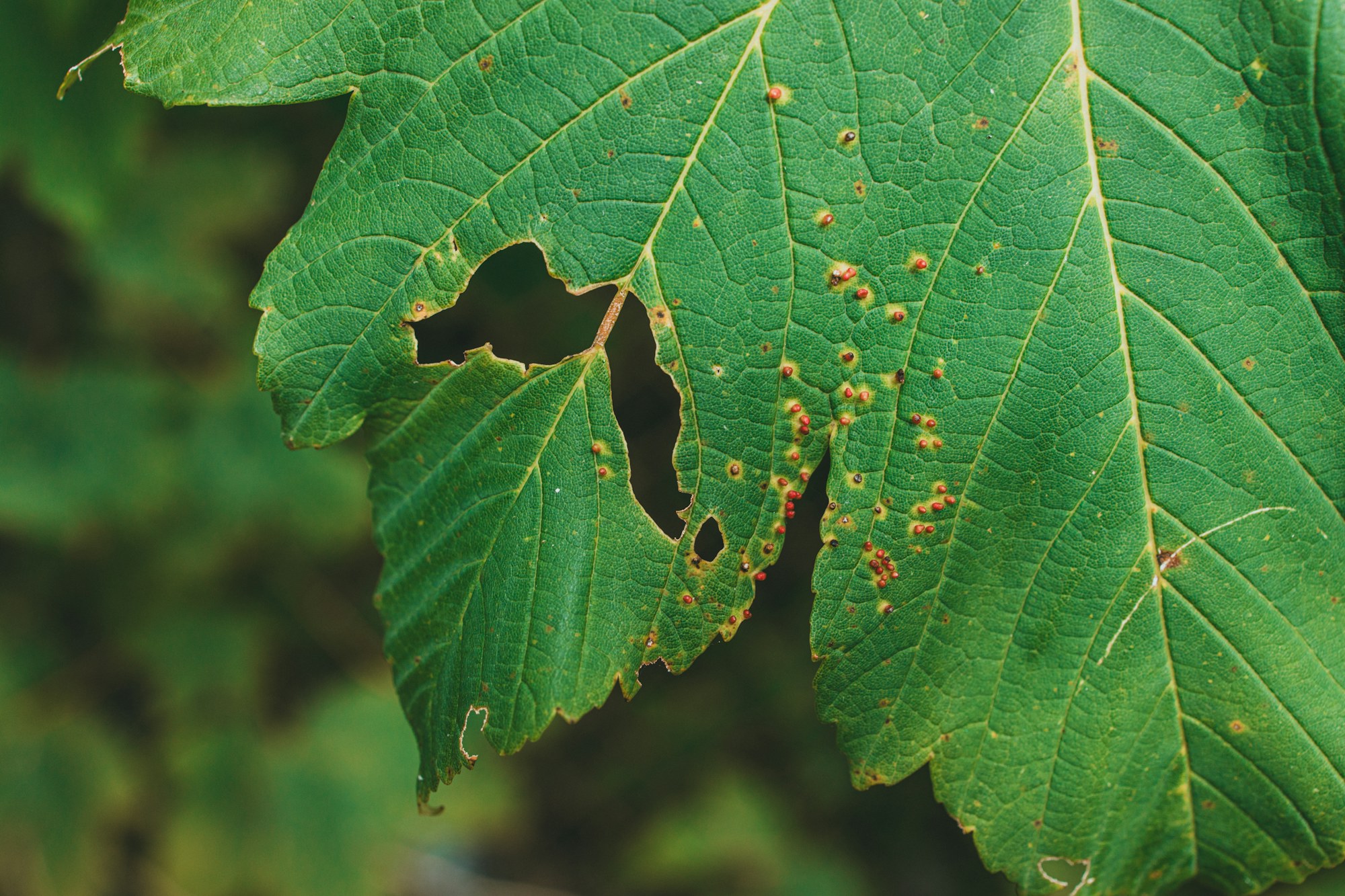 Green leaf showing brown spots from a plant problem