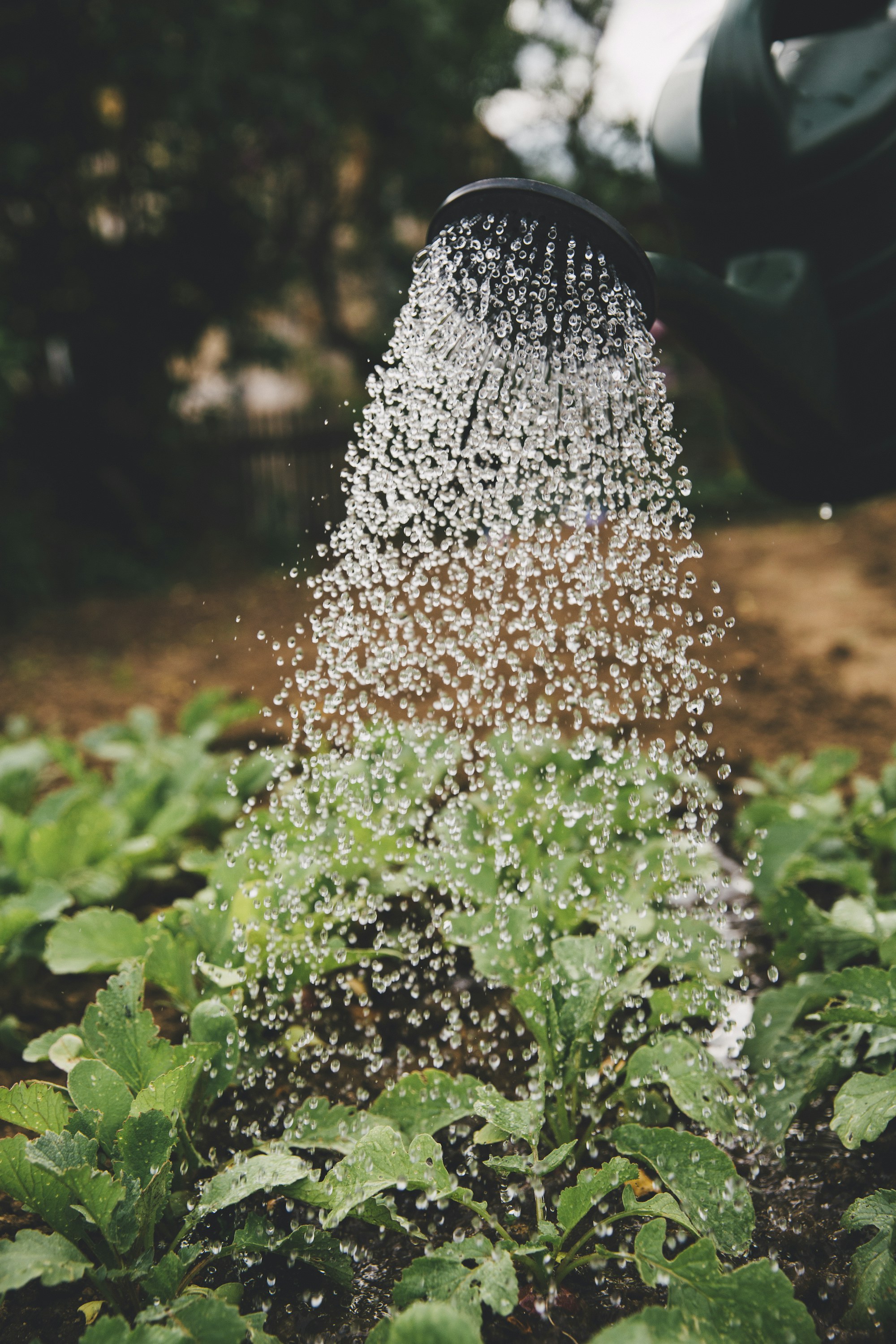 Gardener watering a plant with a watering can